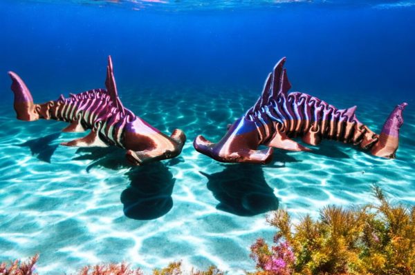 Skeleton - Hammerhead Shark