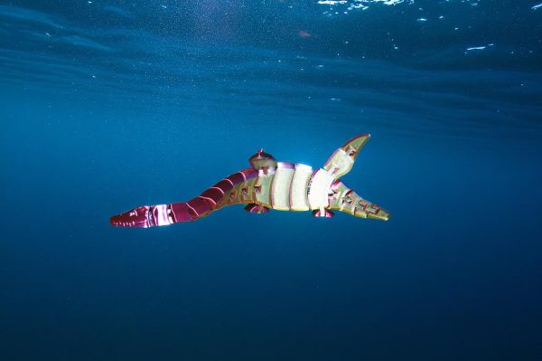 Plesiosaurus - Image 2